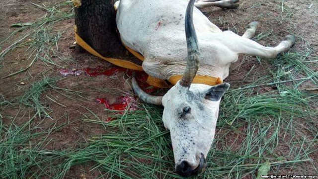 Togo : L&rsquo;abattage d&rsquo;une vache devenu symbole de la protestation contre Faure Gnassingbé
