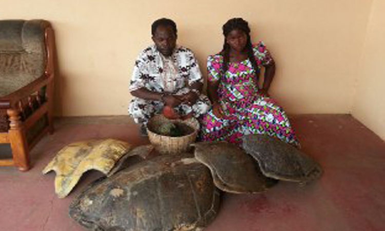 Un couple de trafiquants de tortue marine condamné et écroué pour 6 mois