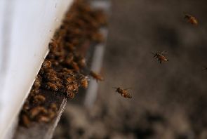 Kenya: des abeilles perturbent un meeting