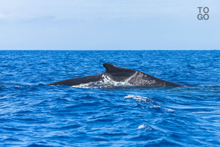 Les baleines adorent le Togo