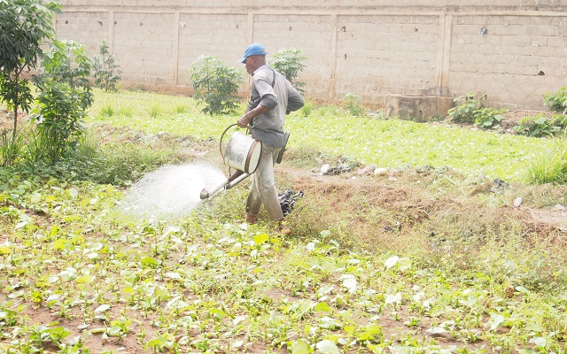 Lomé : De petits espaces agricoles pour une forte demande en légumes