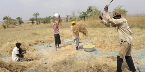 Togo : 7,47 milliards de francs CFA pour l’agrobusiness