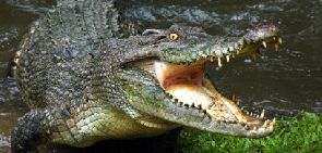 Zimbabwé: un touriste tué par des crocodiles dans le parc national