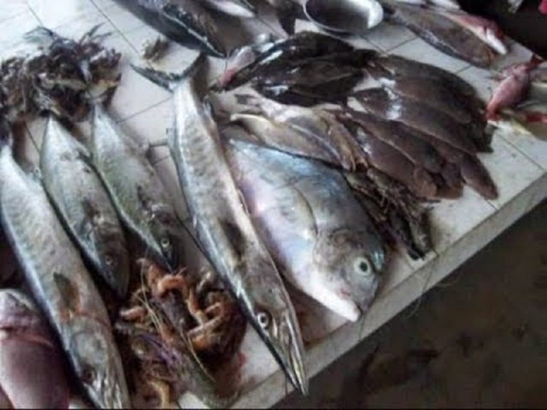 Togo/ Polémique autour du poisson « Makandjo » : Les explications de la direction de la pêche