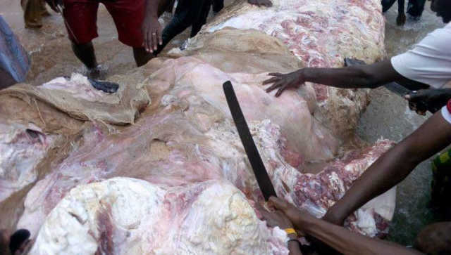 Togo : Une baleine morte échouée sur la plage d’Aného finit dans les assiettes ?