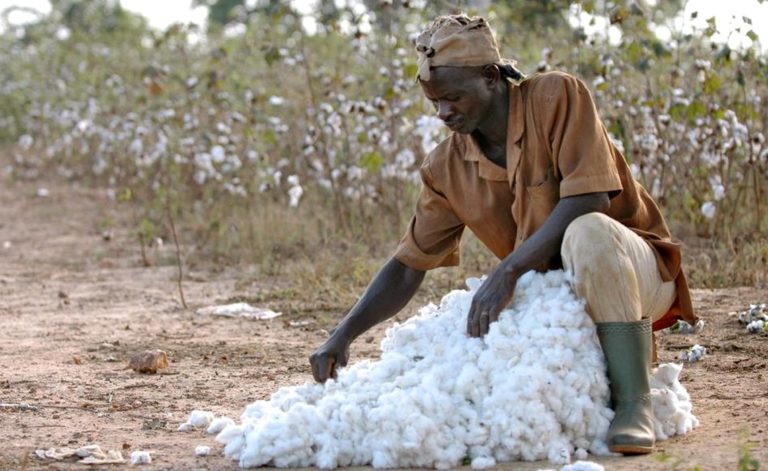 Campagne 2017/2018: le Togo a produit plus de Coton que l’année dernière, une hausse de 8000 tonnes