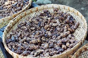 Kopi Luwak, le café récolté dans les excréments d’un animal devient le plus cher au monde