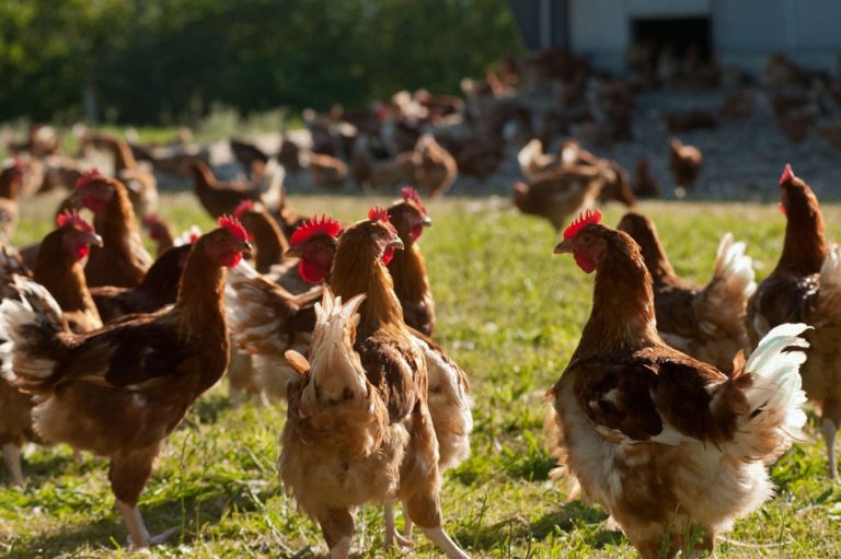 La Grippe aviaire de nouveau signalée au Togo, un aviculteur a perdu 3.629 volailles