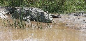 Mexique: la population jette un violeur présumé aux crocodiles !