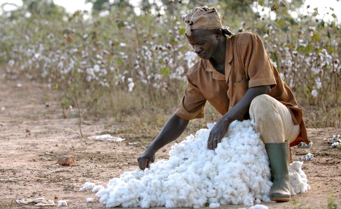 Campagne 2017/2018: le Togo a produit plus de Coton que l’année dernière, une hausse de 8000 tonnes