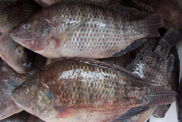 Togo, Alimentation : Le Tilapia, décidément un poisson à problème.