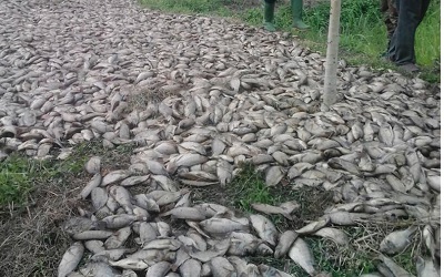 Mort massive des poissons dans le lac Toho: l’hypothèse d’un empoisonnement écartée