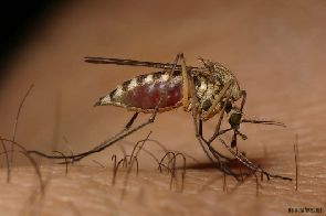 Ghana: des moustiques ‘intelligents’ qui résistent aux insecticides