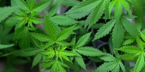 Le Zimbabwe légalise le cannabis !