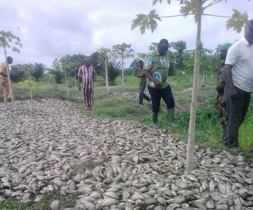 Risque d’intoxication alimentaire, le Togo met un Embargo sur les poissons en provenance du Bénin