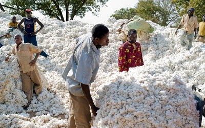 INAM : Vers la couverture des cotonculteurs