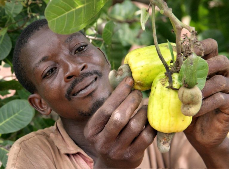 Togo / Améliorer la qualité des productions de l’anacarde et du karité pour accroitre les recettes