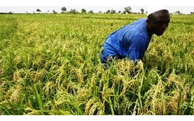 Agriculture : Le Mifa rentre dans sa phase active