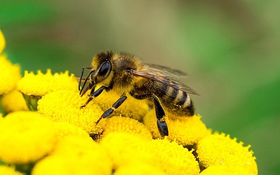 500 millions de FCFA destinés à la promotion de l’apiculture