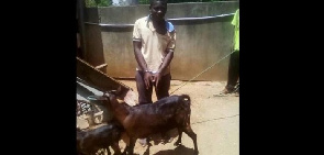 Arrêté pour avoir violé une chèvre, il dit avoir demandé la permission à l’animal