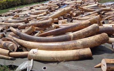 Commerce Illicite d’ivoire : Deux présumés trafiquants ont été arrêté à Lomé