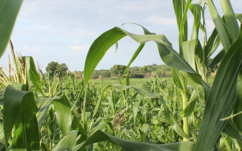 CEDEAO : Le budget de l'année 2019 de l'Agence Régionale pour l'Agriculture et l'Alimentation au cœur d'une rencontre à Lomé