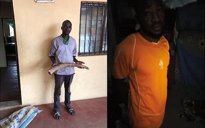 Deux présumés trafiquants d’ivoire arrêtés à Lomé