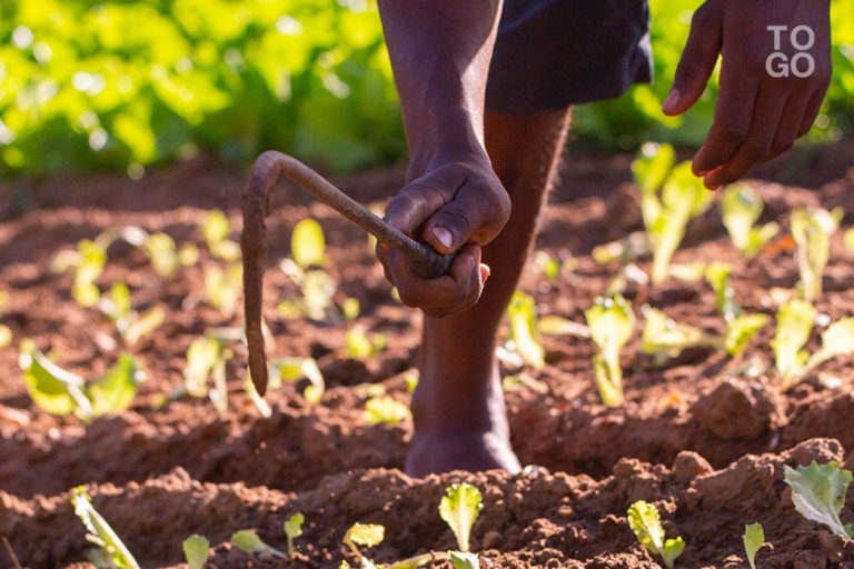 Les acteurs clés de l’industrie des engrais sont réunis à Lomé