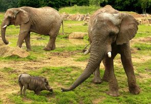 Afrique du Sud : un braconnier tué par un éléphant puis dévoré par des lions