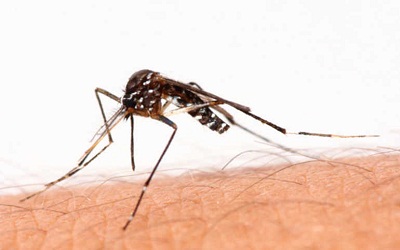 Paludisme : Le traitement gratuit !