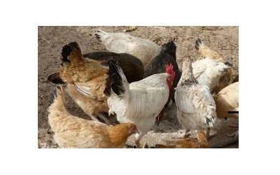 Une concertation de haut niveau sur la filière avicole à Lomé