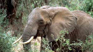 Braconnage: les éléphants d’Afrique toujours menacés