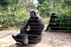 Un gorille ‘avale’ près de 17 000 dollars dans un Zoo  et prend la fuite !