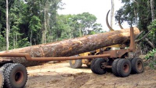 Vers l’adoption d’un guide juridique en matière d’infractions forestières