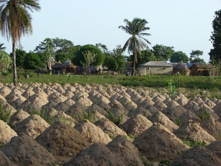 Togo : bonne nouvelle pour les producteurs agricoles