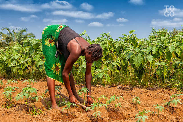 Togo, Statistiques agricoles : Vers une enquête biaisée