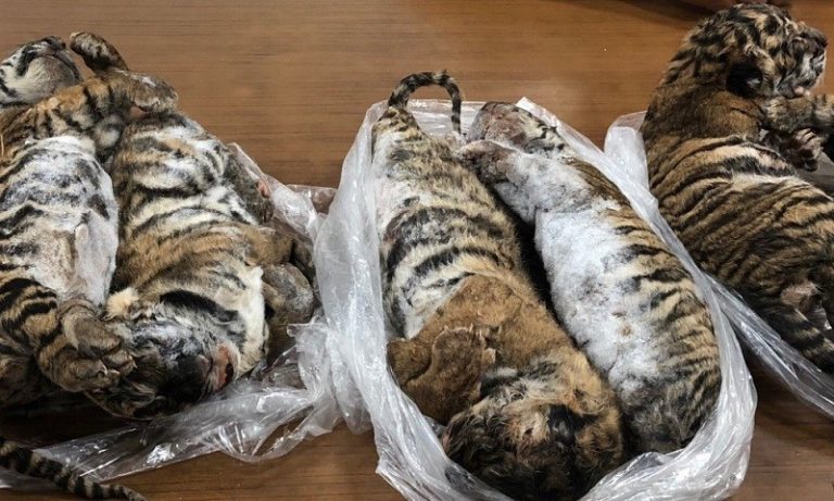 Vietnam – Trafic d’animaux sauvages : un homme arrêté pour avoir fait congeler 7 tigres dans une voiture