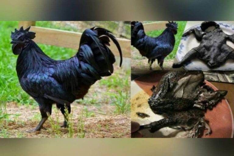[Vidéo] Une poule entièrement noir peut coûter jusqu’à 1 millions de FCFA