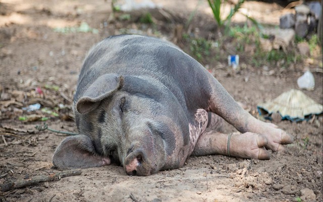 La peste porcine africaine fait des dégâts à Massouhin
