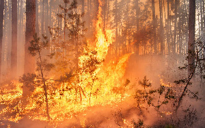 Au Brésil, la forêt amazonienne brûle, victime de la déforestation