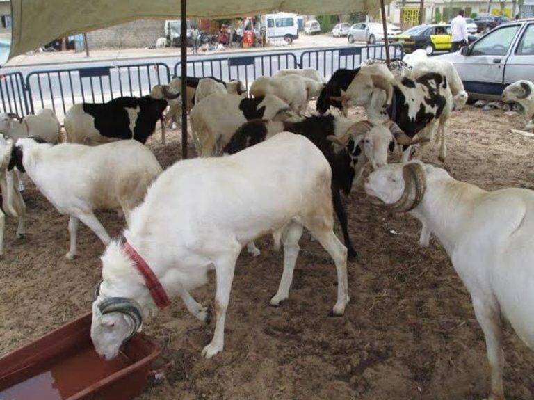 Togo – Fête de Tabaski : plus de 16 000 moutons et bœufs distribués aux familles démunies
