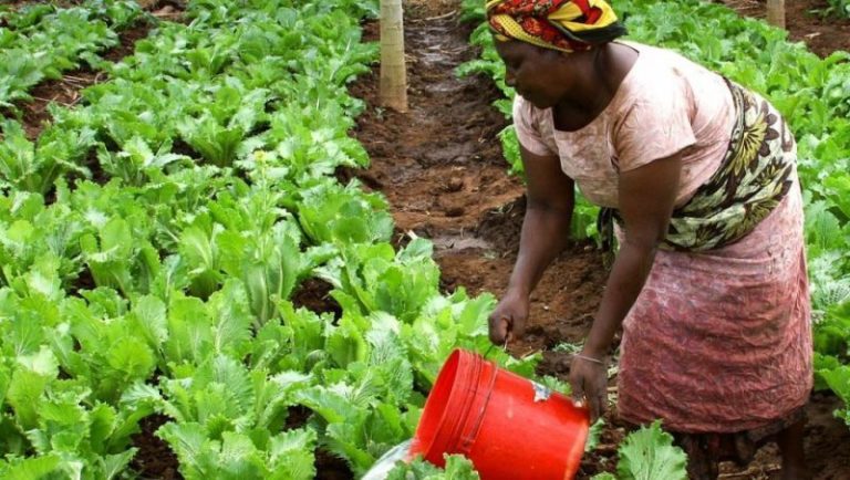Togo : une coopérative des agronomes pour le développement agricole