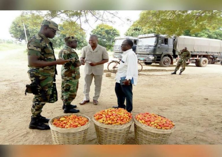 Togo : achat de 35 kg de tomates par le ministère de l’Agriculture