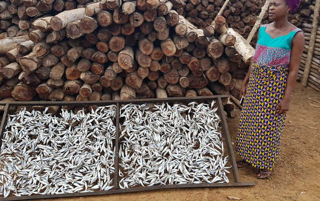 Togo / Grand Reportage : Au cœur du Ghetto, les Femmes Transformatrices de Poissons Luttent pour leur Survie