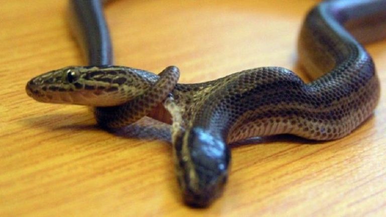 Indonésie : découverte d’un serpent à 2 têtes
