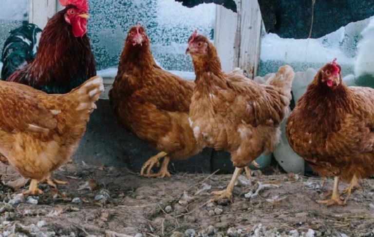 Un collectif de végétaliens proteste contre des œufs de poules victimes des viols des coqs