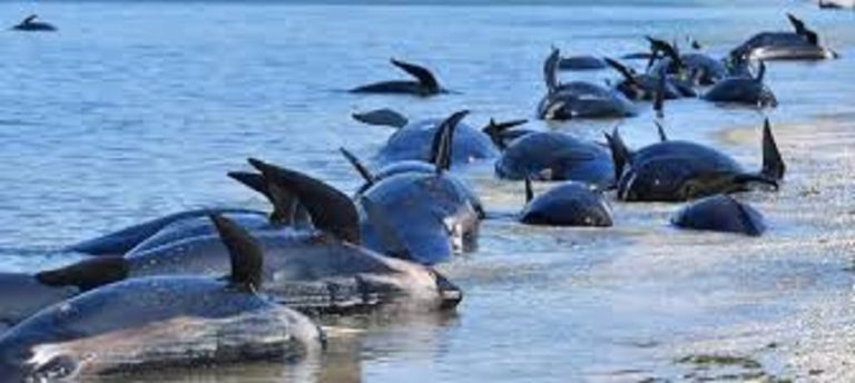 Cap-Vert : 136 dauphins retrouvés morts sur une plage créent la polémique (vidéo)