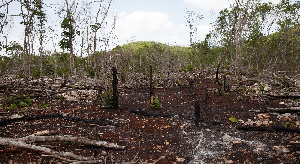 Brésil: la déforestation a augmenté de 93% depuis le début de l’année