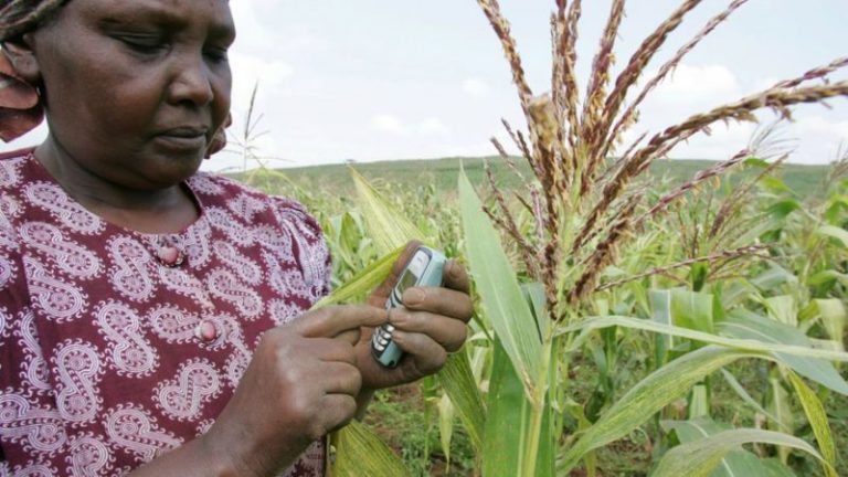 Togo/TeleFood : des technologies innovantes pour doter près de 400 femmes de connaissances agricoles