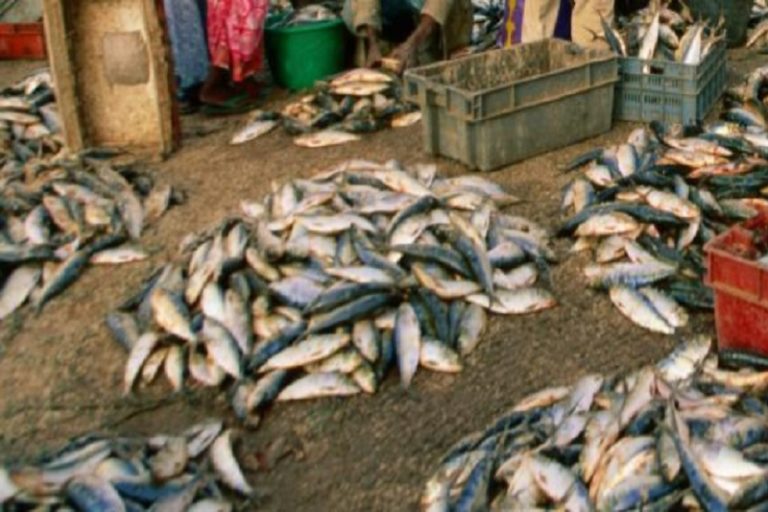 Togo : le nouveau port de pêche de Lomé officiellement ouvert